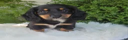 Miniature Dachshund dogs for sale: Venture  - Ad 1