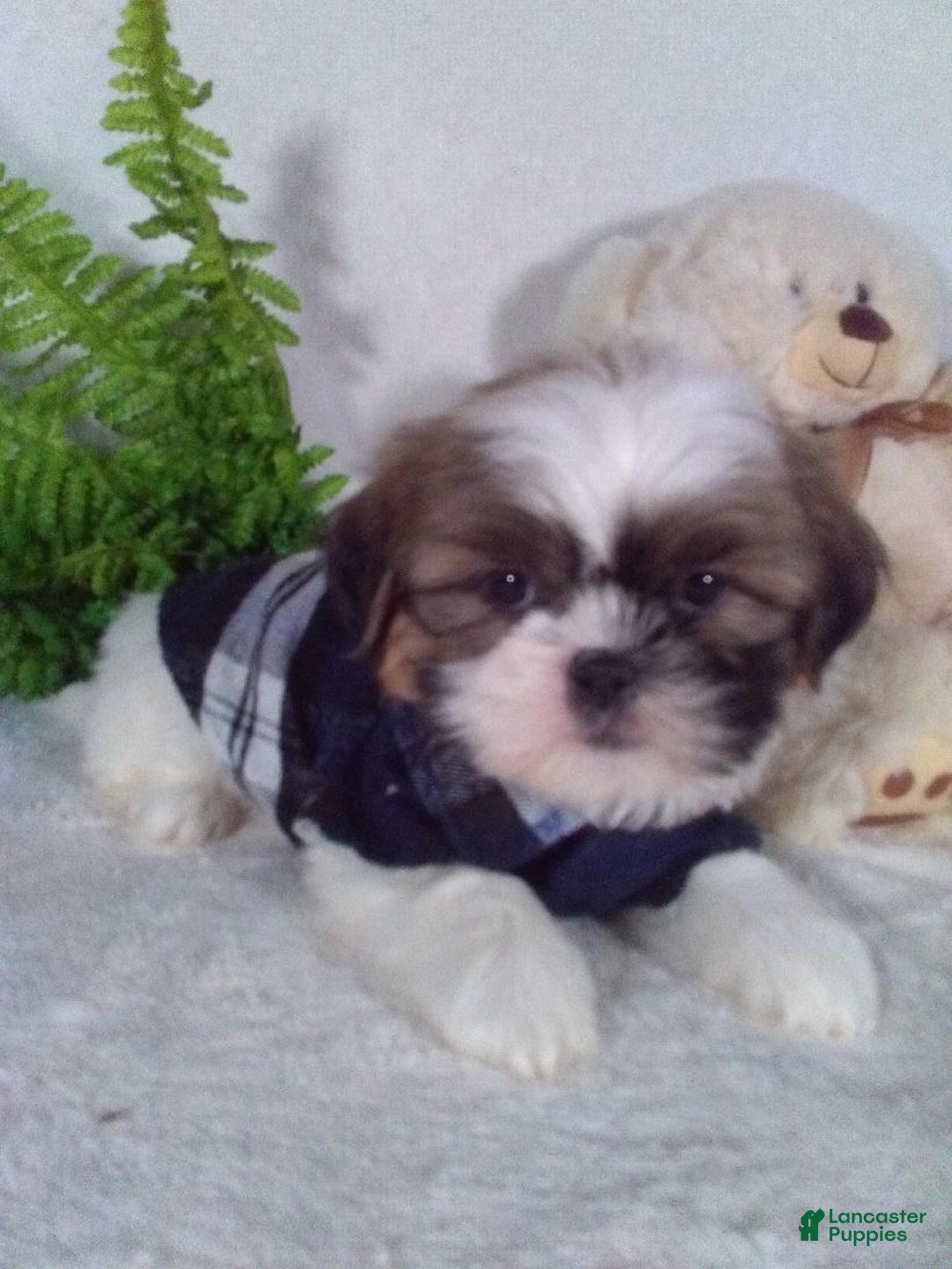 Shih Tzu dogs for sale: Cleo - Ad 4