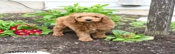 Mini Goldendoodle dogs for sale: Duffy - Ad 1