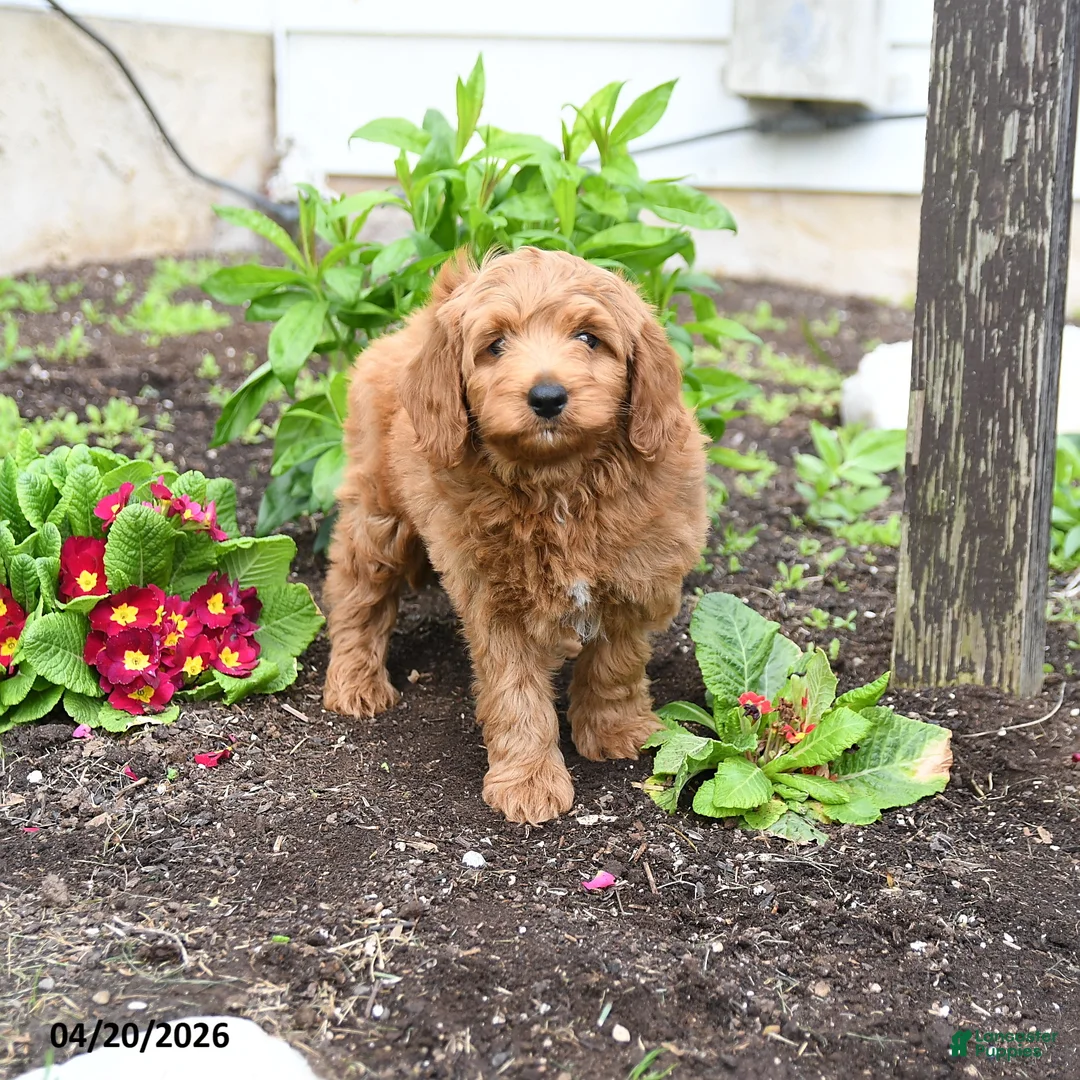 Mini Goldendoodle dogs for sale: Duffy - Ad 1