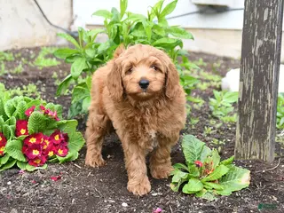 Mini Goldendoodle dogs for sale: Duffy - Ad 1