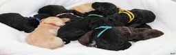 Mixed Breed dogs for sale: Shadow - Ad 8