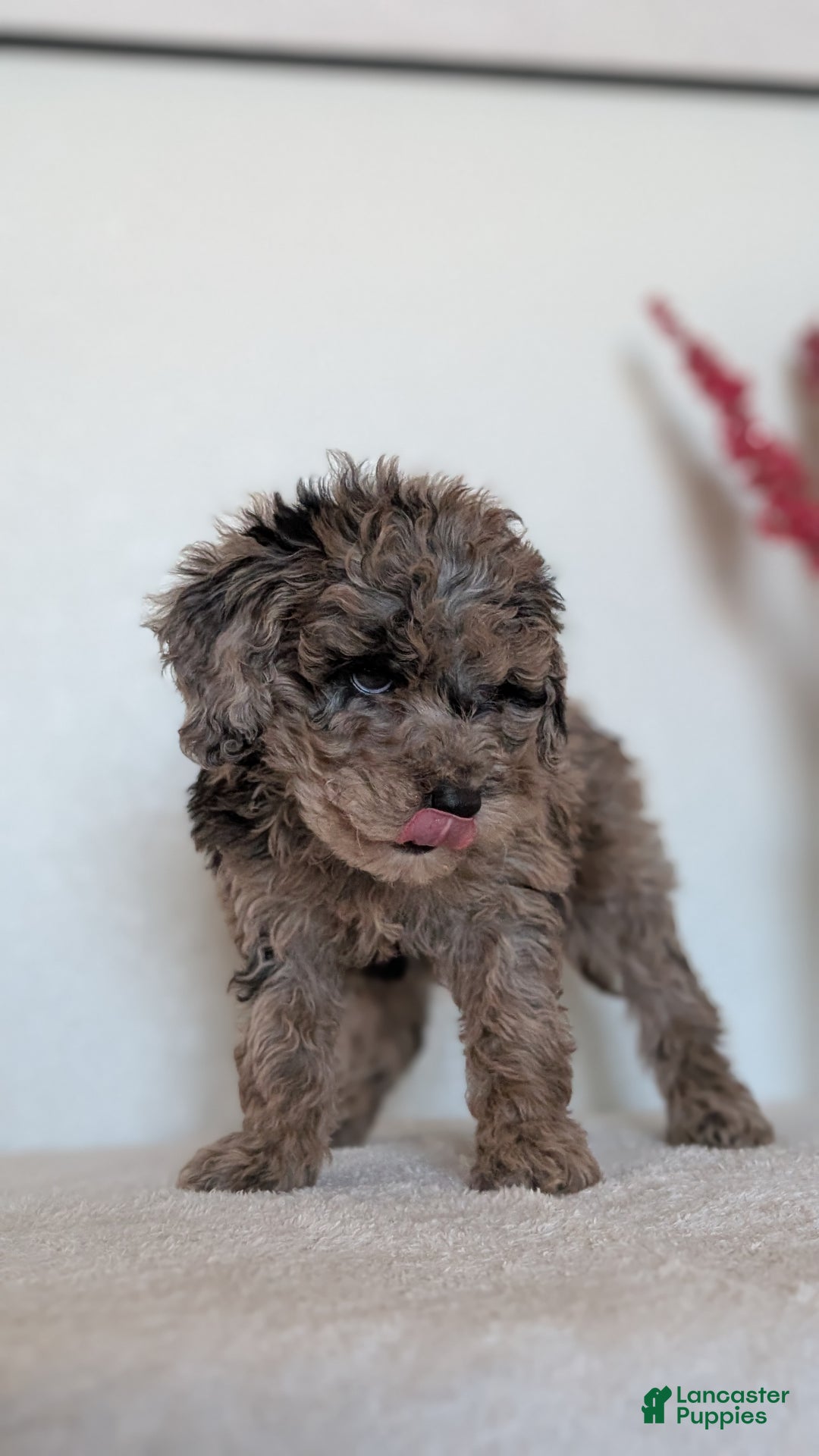 Mini Bernedoodle dogs for sale: Vanessa  - Ad 6