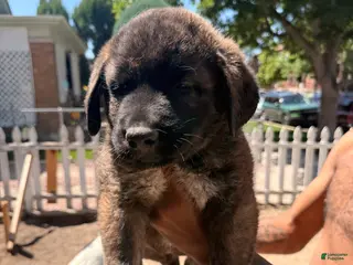 Mixed Breed dogs for sale: Fatman - Ad 2