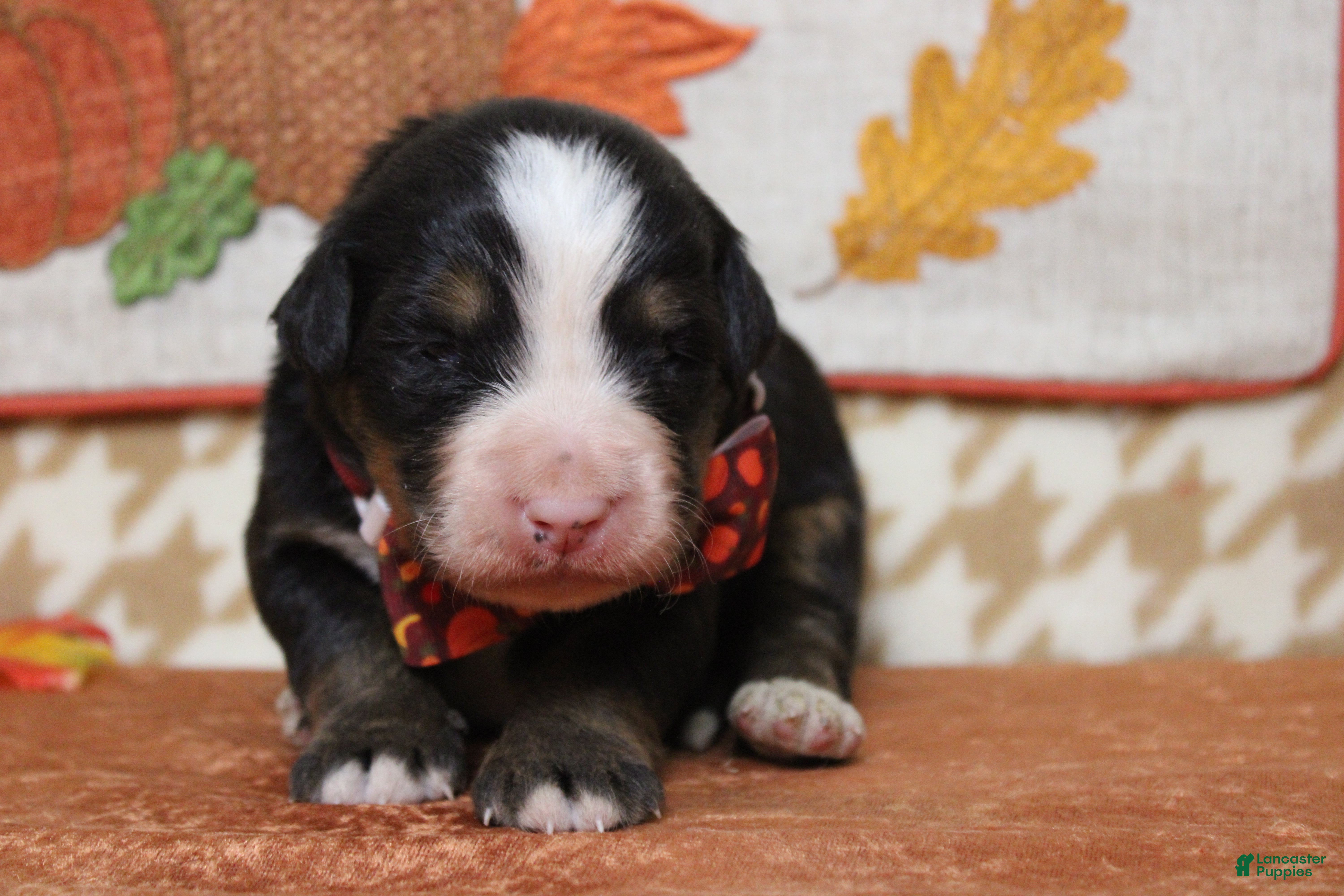 Bernese Mountain Dog dogs Rafiki  - Ad 1