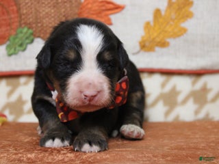 Bernese Mountain Dog dogs Rafiki - Ad 1