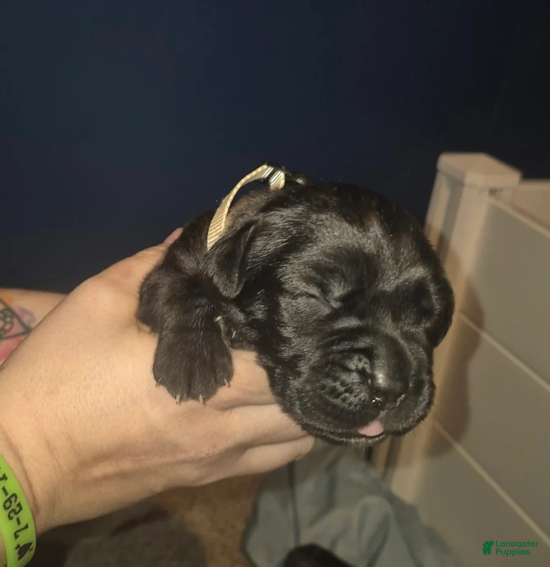 Cane Corso dogs for sale: Cane Corso Puppy 2 - Ad 1