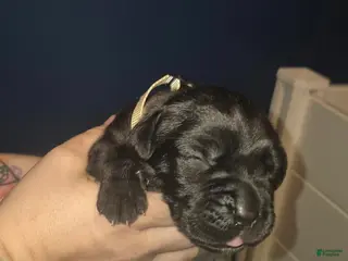 Cane Corso dogs Cane Corso Puppy 2 - Ad 27