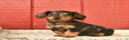 Dachshund dogs for sale: Tulip  - Ad 4