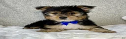 Yorkshire Terrier dogs for sale: Jasper - Ad 5