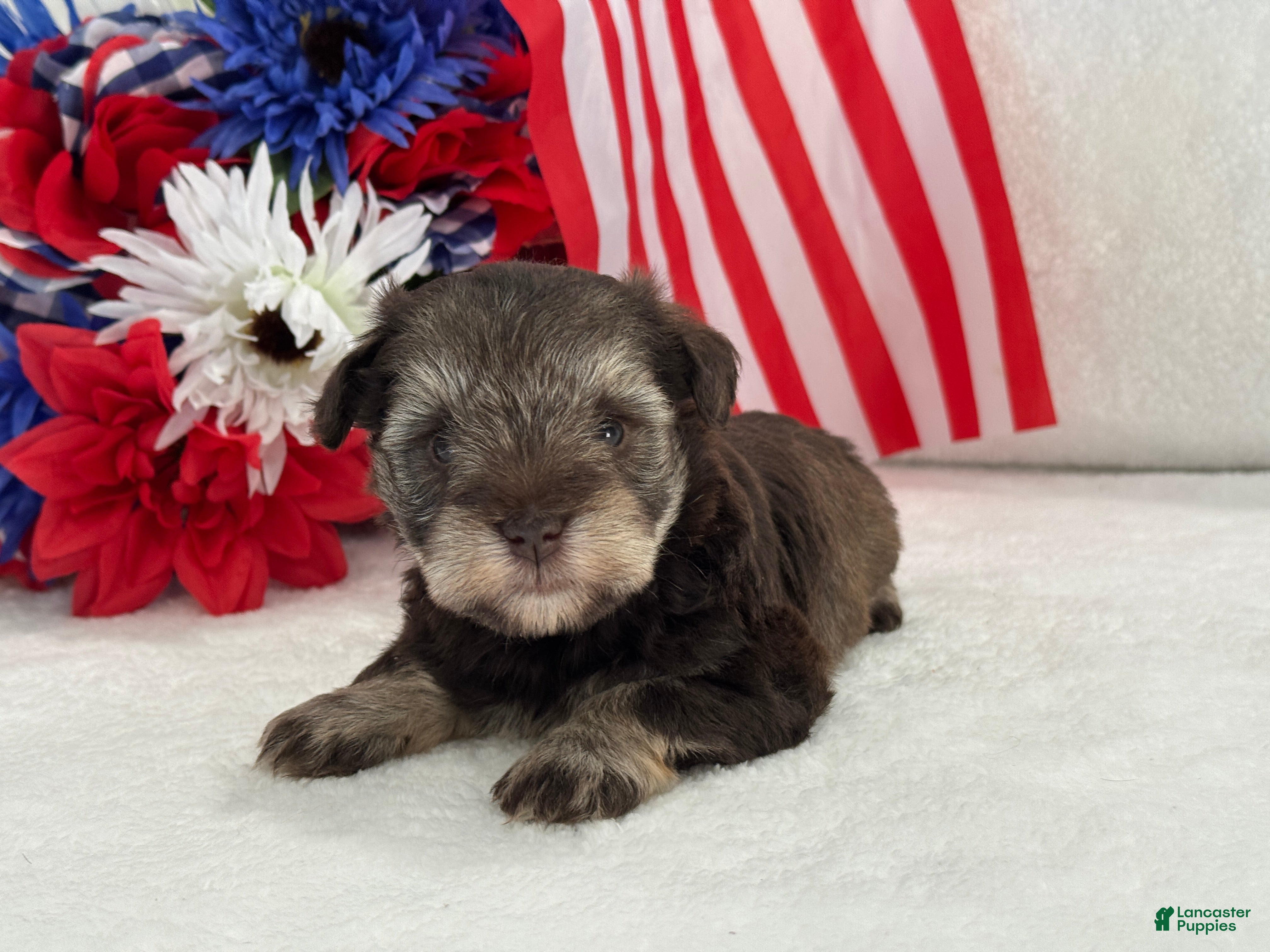 Miniature Schnauzer dogs Miracle Female 1 Liver & Tan Mega Coat AKC - Ad 19