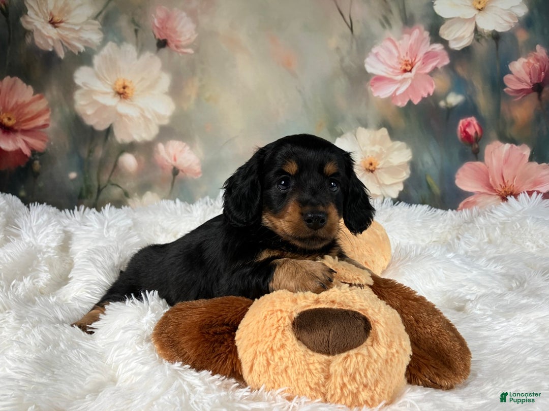 Miniature Dachshund dogs for sale: AKC-Murphy - Ad 7