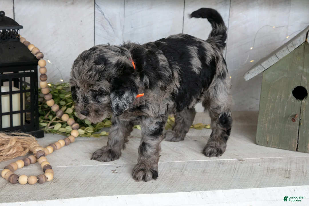 Miniature Labradoodle dogs for sale: Callie - Ad 3