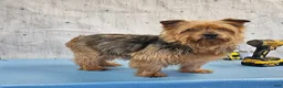 Yorkshire Terrier dogs for sale: Luna Yorkie - Ad 4