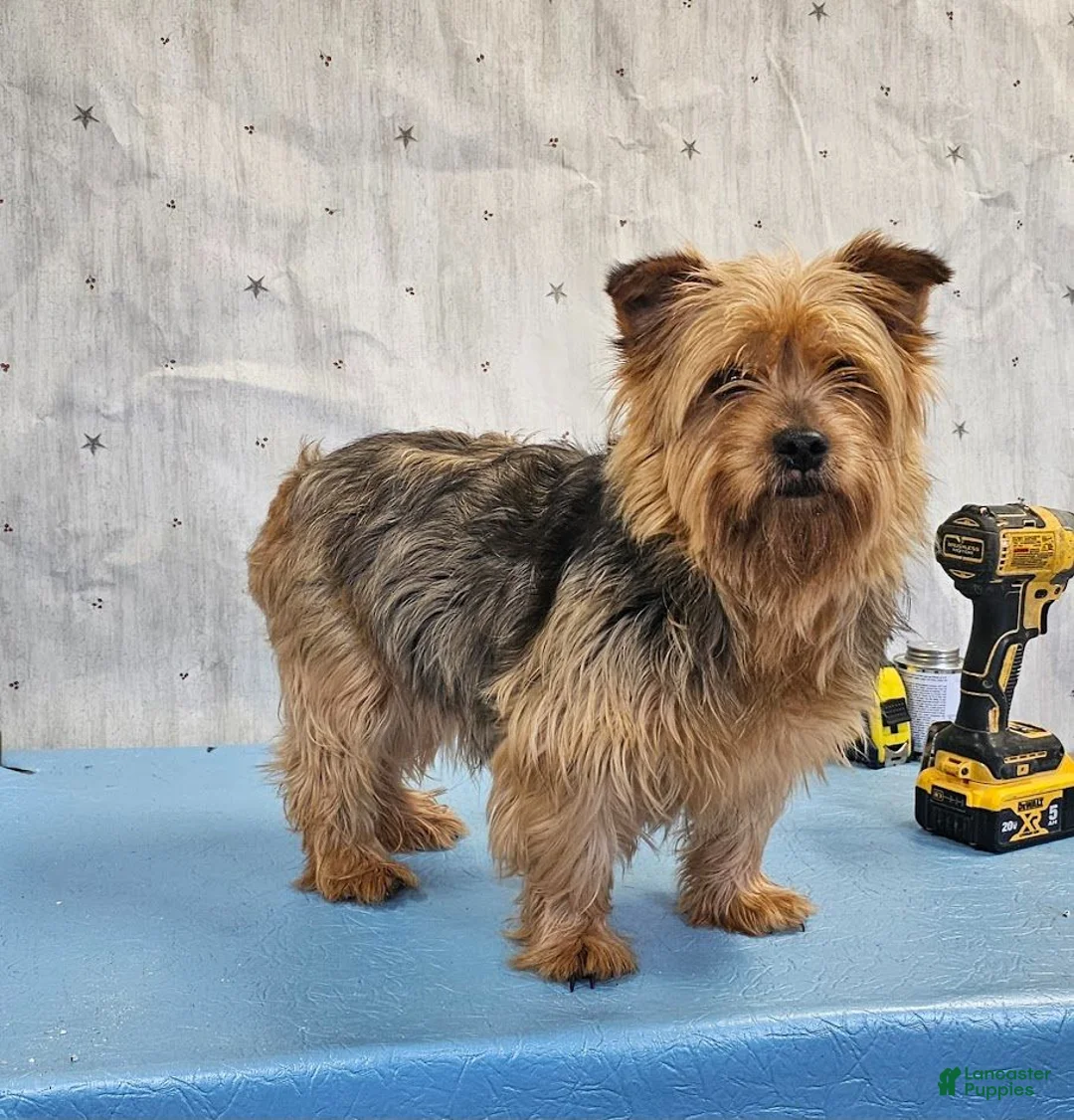 Yorkshire Terrier dogs for sale: Luna Yorkie - Ad 4