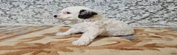 Mini Goldendoodle dogs for sale: Lily - Ad 3