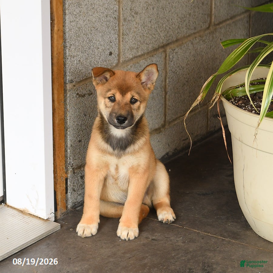 Shiba Inu dogs Skippy - Ad 2