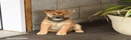 Shiba Inu dogs for sale: Skippy - Ad 2