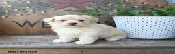 Maltipoo dogs for sale: Faith - Ad 3