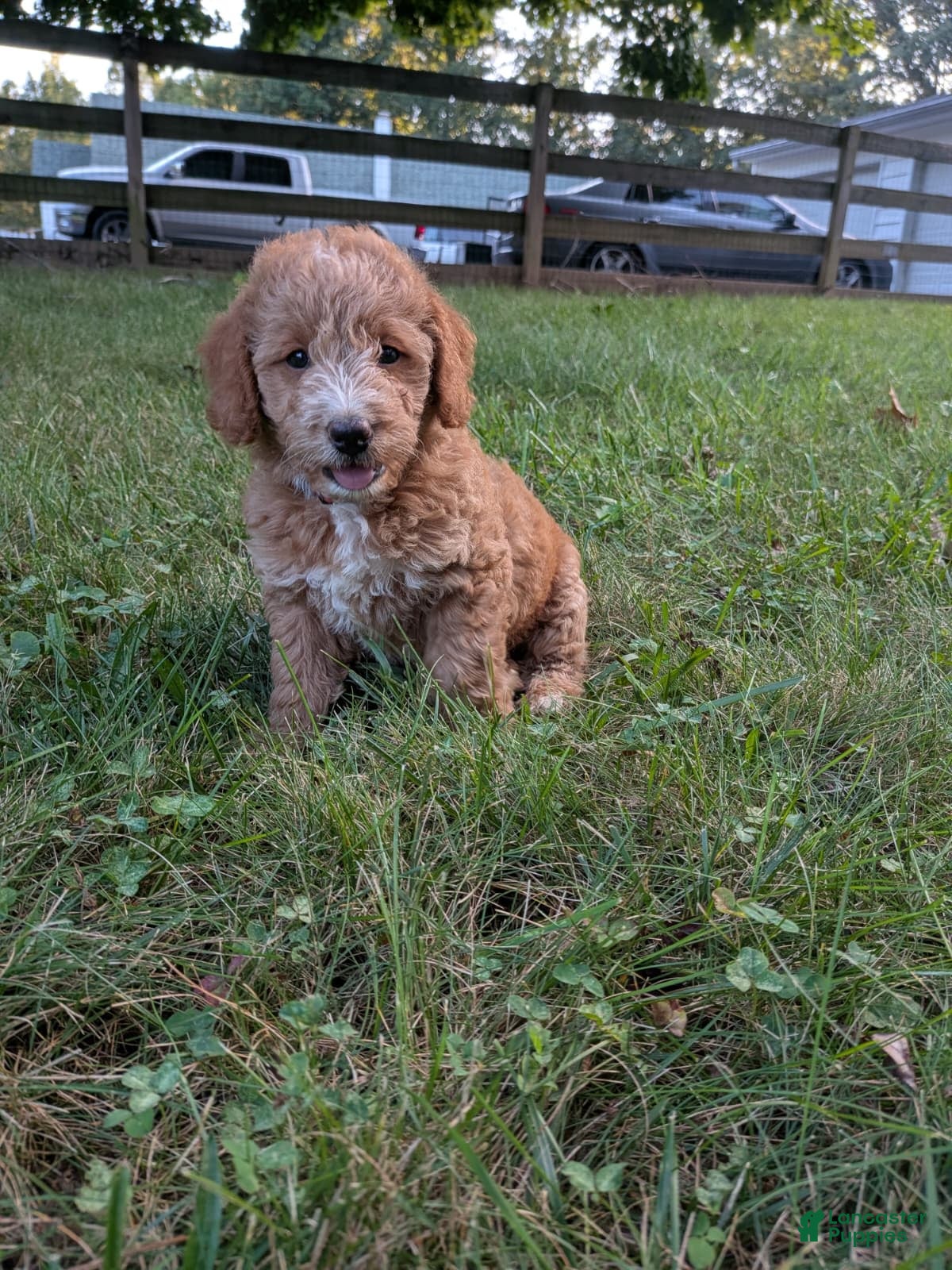 Miniature Labradoodle dogs Scarlett - Ad 2