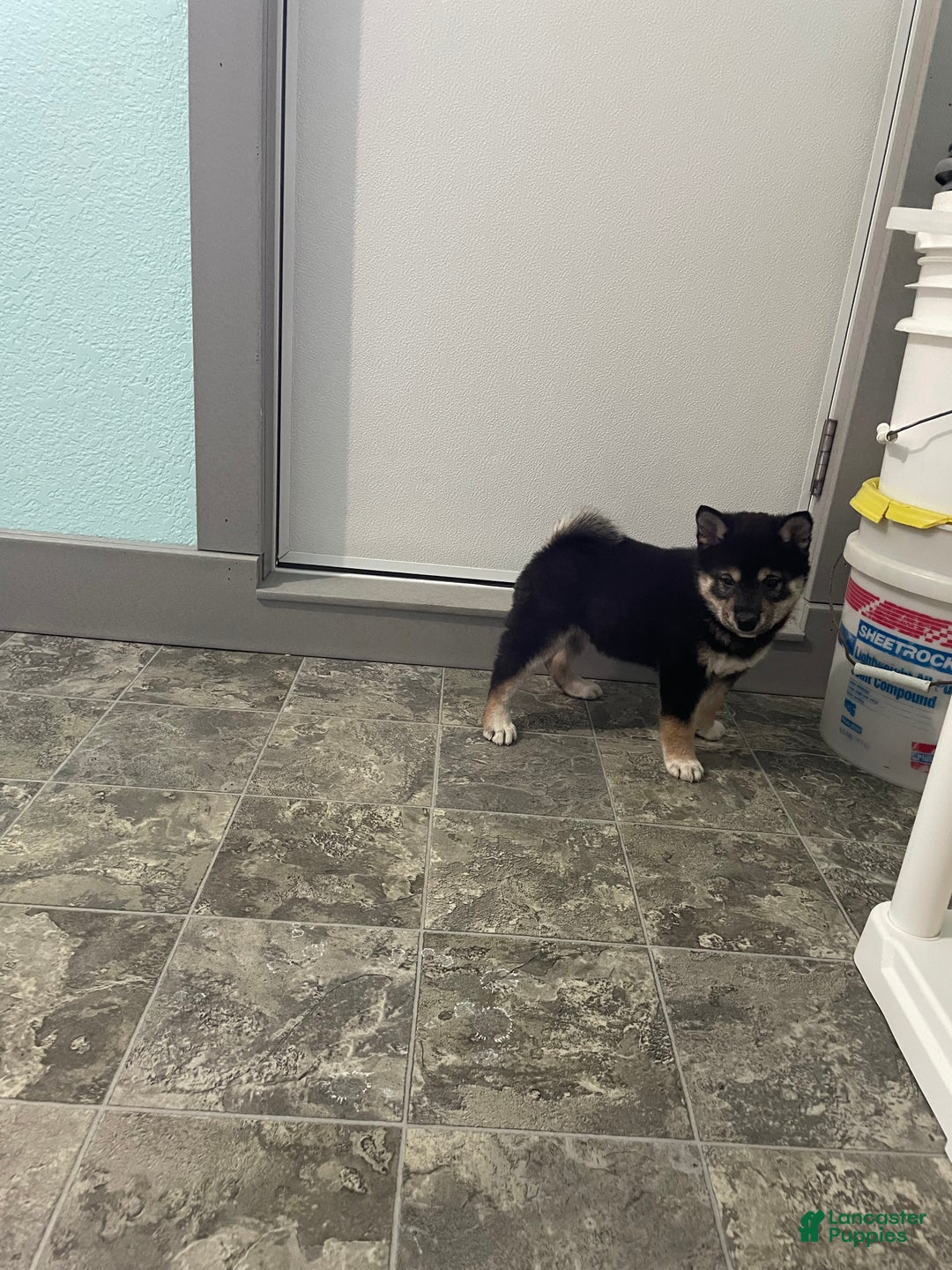 Shiba Inu dogs for sale: Shiba Inu Puppy 1 - Ad 2
