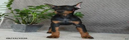 Doberman Pinscher dogs for sale: Birch - Ad 4