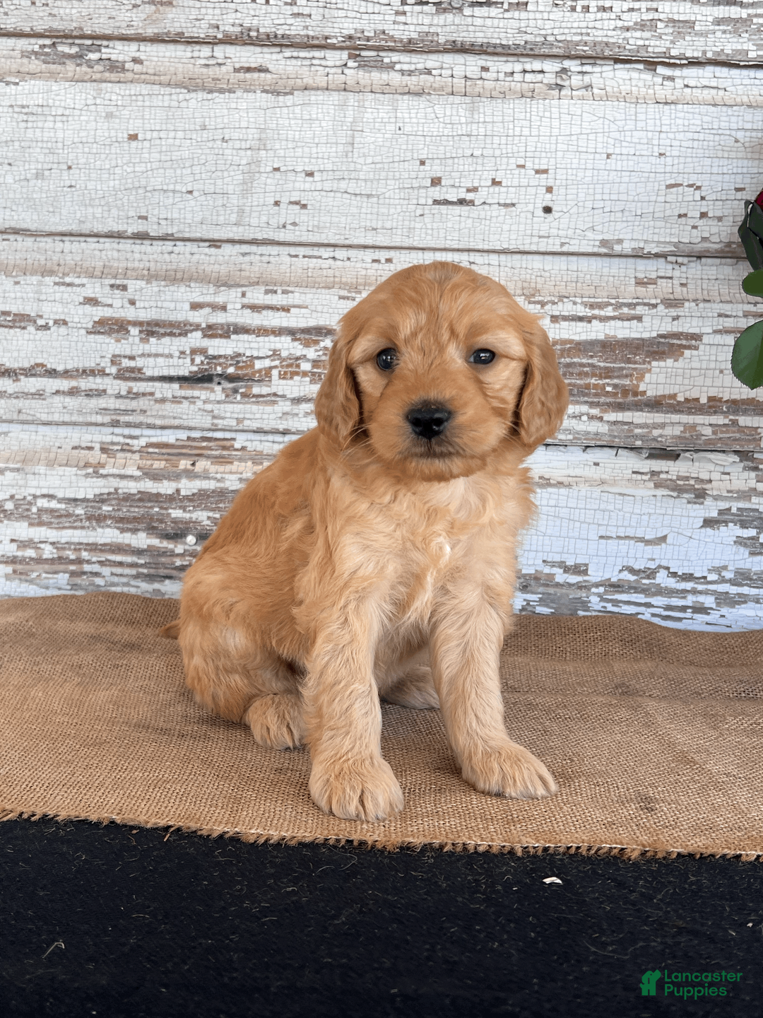 Mini Goldendoodle dogs for sale: Jada - Ad 2