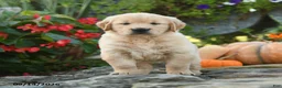 Golden Retriever dogs for sale: Cuddles - Ad 3