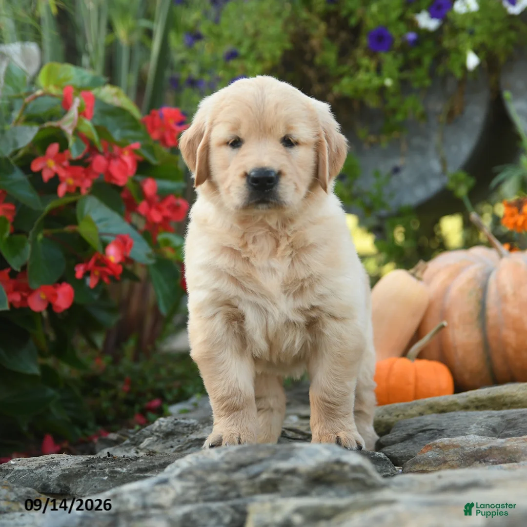Golden Retriever dogs for sale: Cuddles - Ad 3