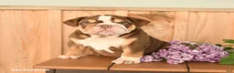 English Bulldog dogs for sale: Daffodil - Ad 3