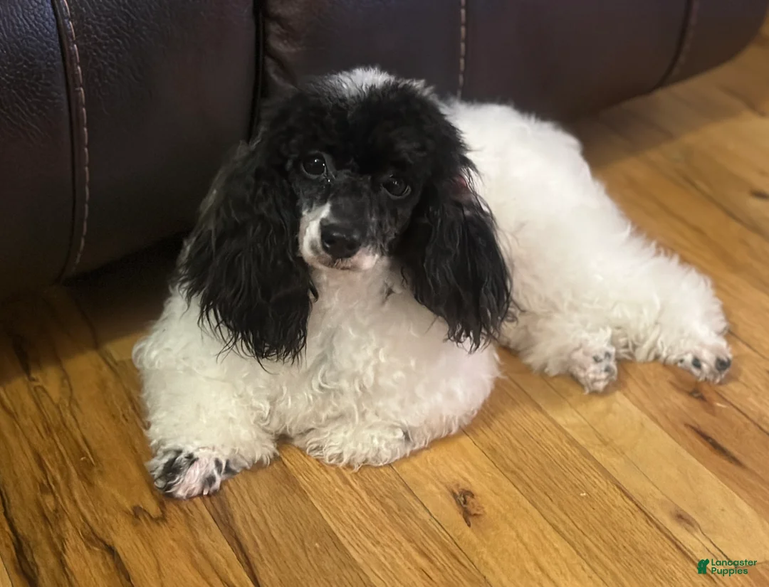 Toy Poodle dogs for sale: Milan  - Ad 2