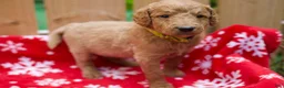 Goldendoodle dogs for sale:  Bobby - Ad 2