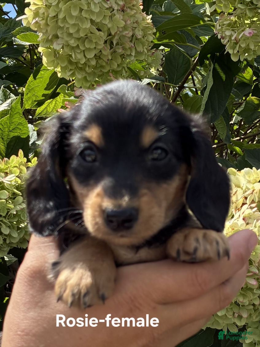 Dachshund dogs Rosie - Ad 2