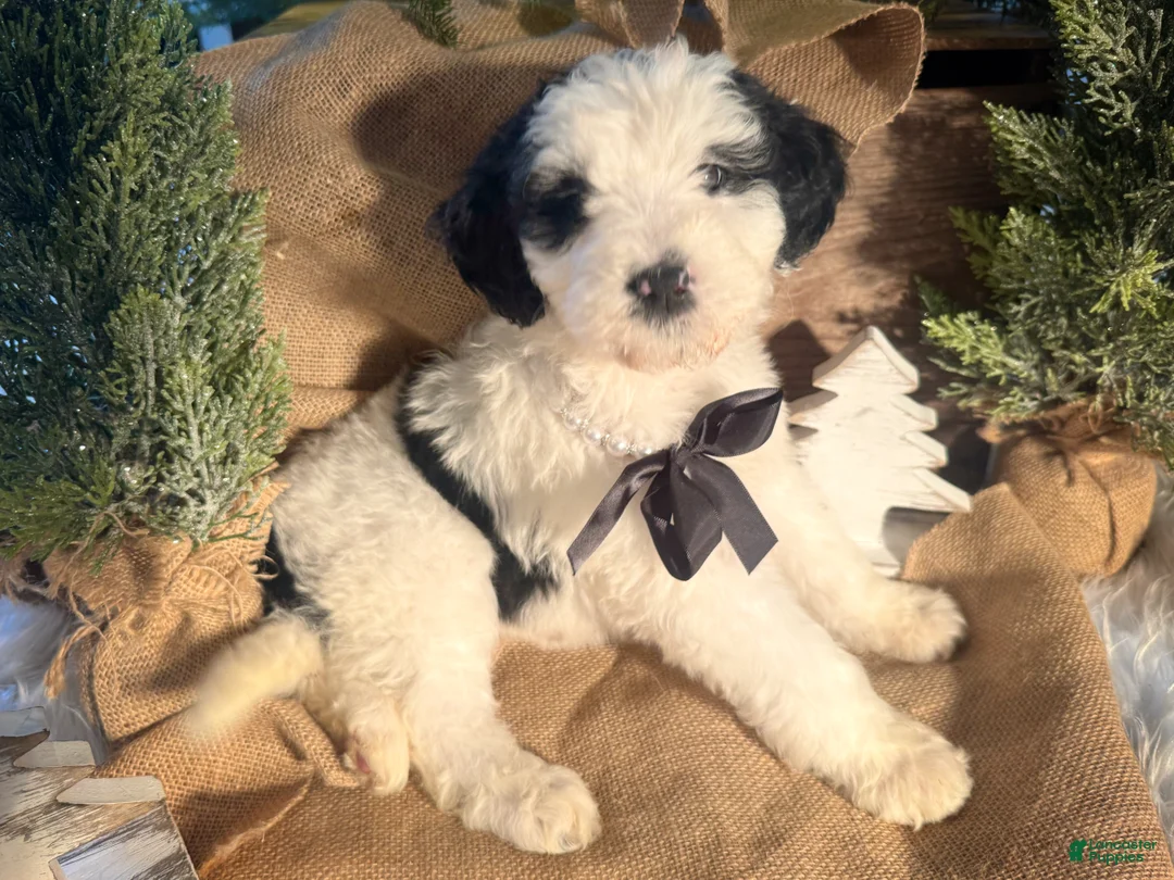 Bernedoodle dogs for sale: Australian Mountain Doodle Kate - Ad 2