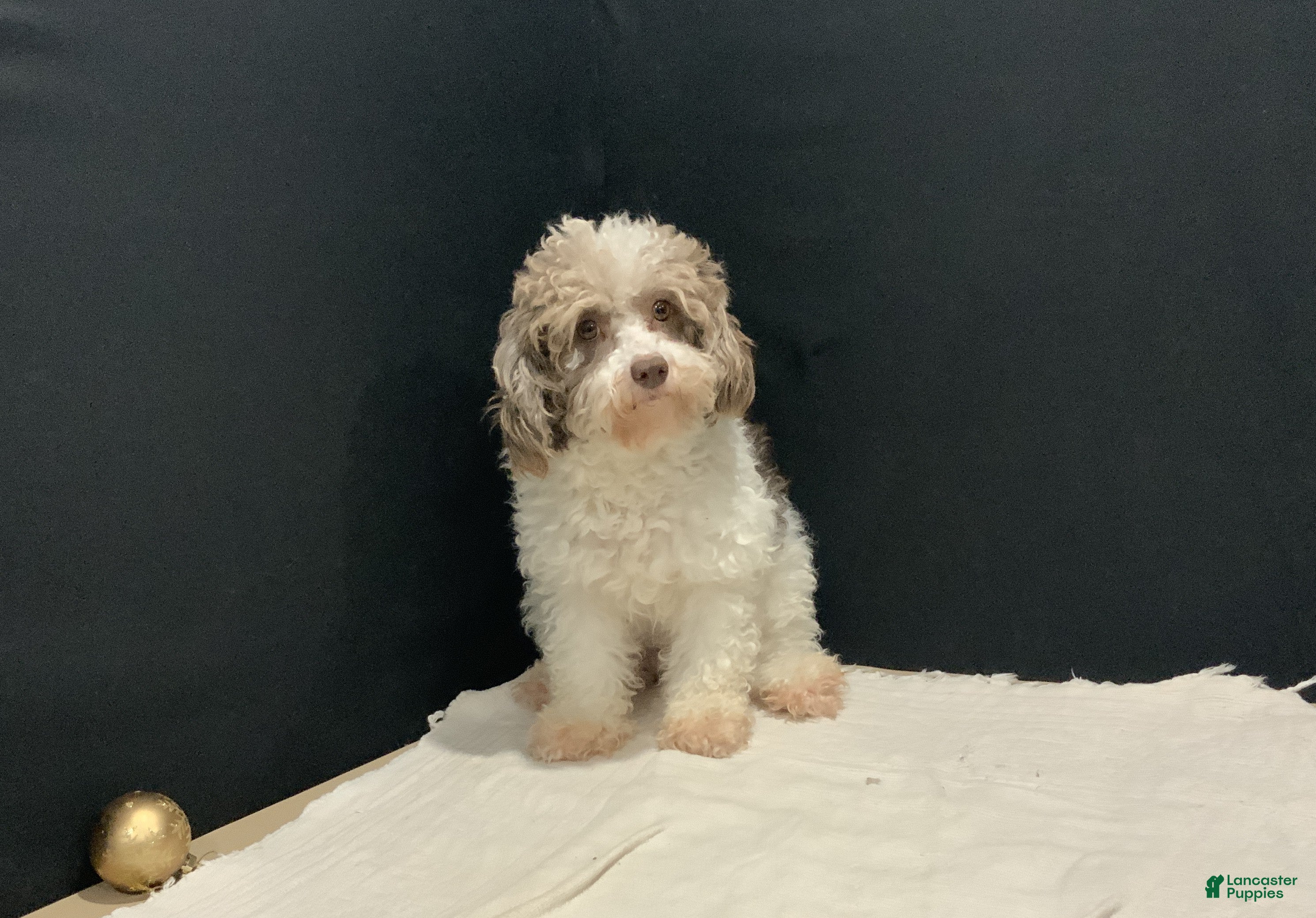 Toy Poodle dogs becky - Ad 15