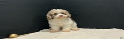 Toy Poodle dogs for sale: betsy - Ad 11