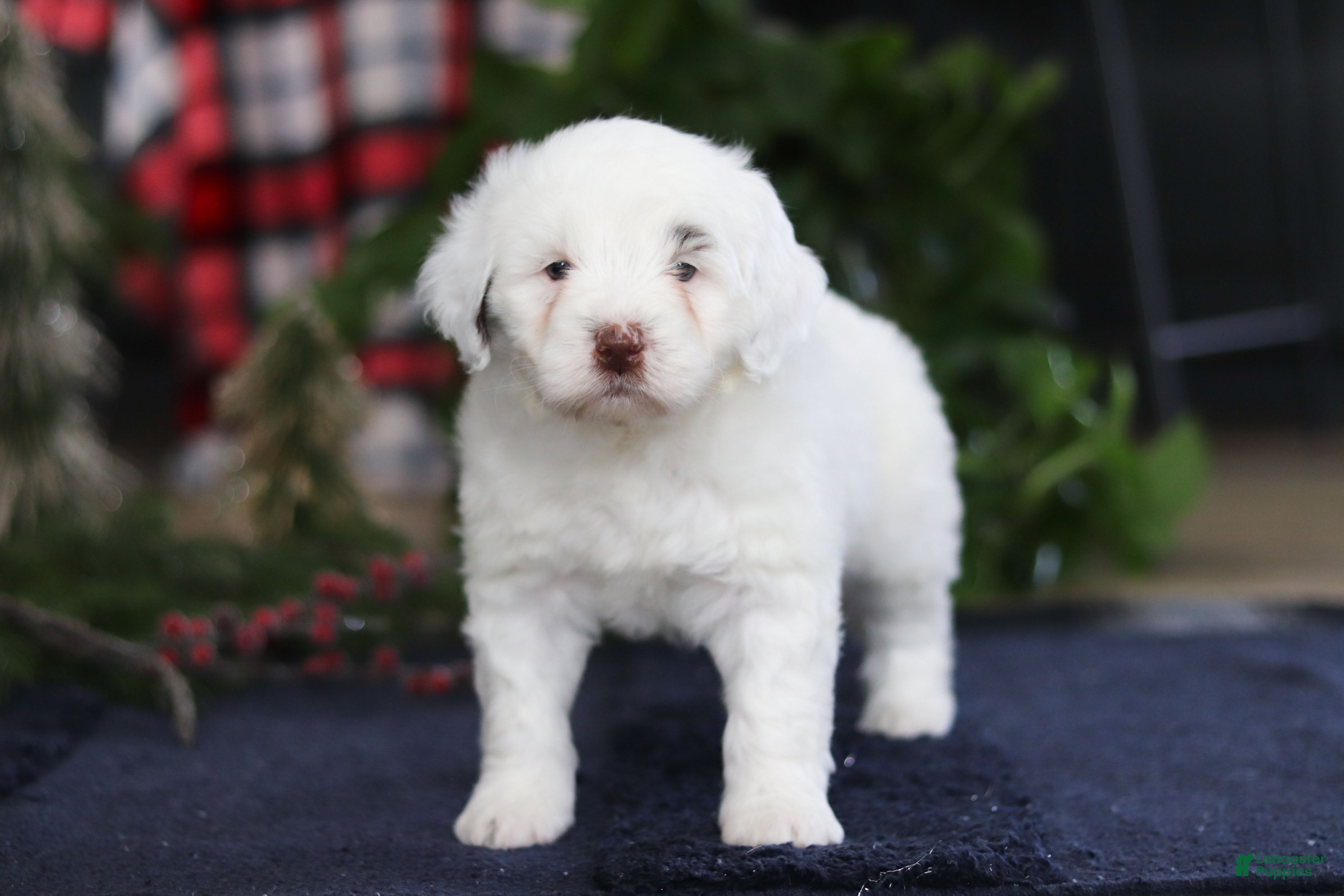 Portuguese Water Dog dogs Lucie - Ad 5