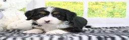 Mini Bernedoodle dogs for sale: Raine - Ad 5