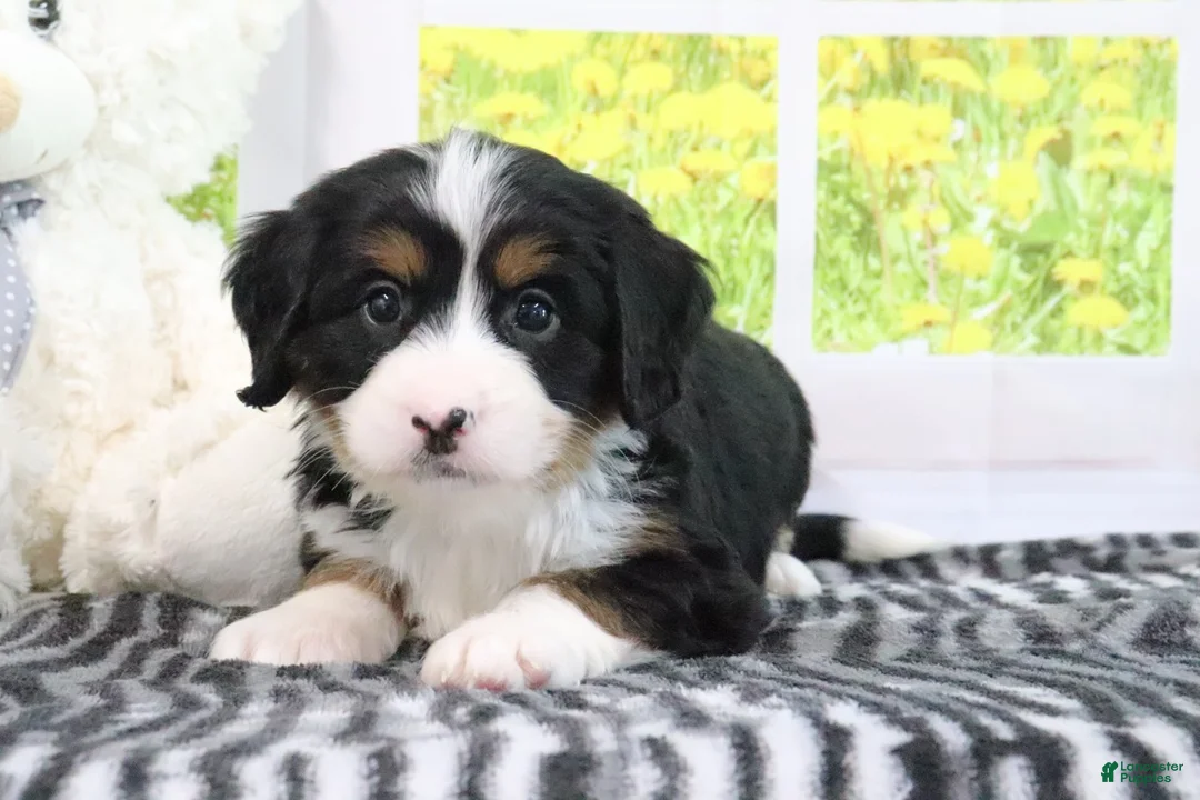 Mini Bernedoodle dogs for sale: Raine - Ad 5