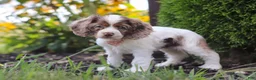 Cocker Spaniel dogs for sale: Blossom - Ad 5