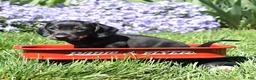 Miniature Dachshund dogs for sale: Checkers - Ad 6