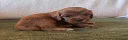 Mixed Breed dogs for sale: Choco (Dark Brown Boy) - Ad 2