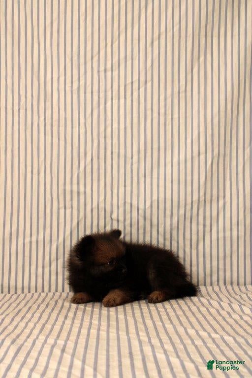 Pomeranian dogs Aiden - Ad 2