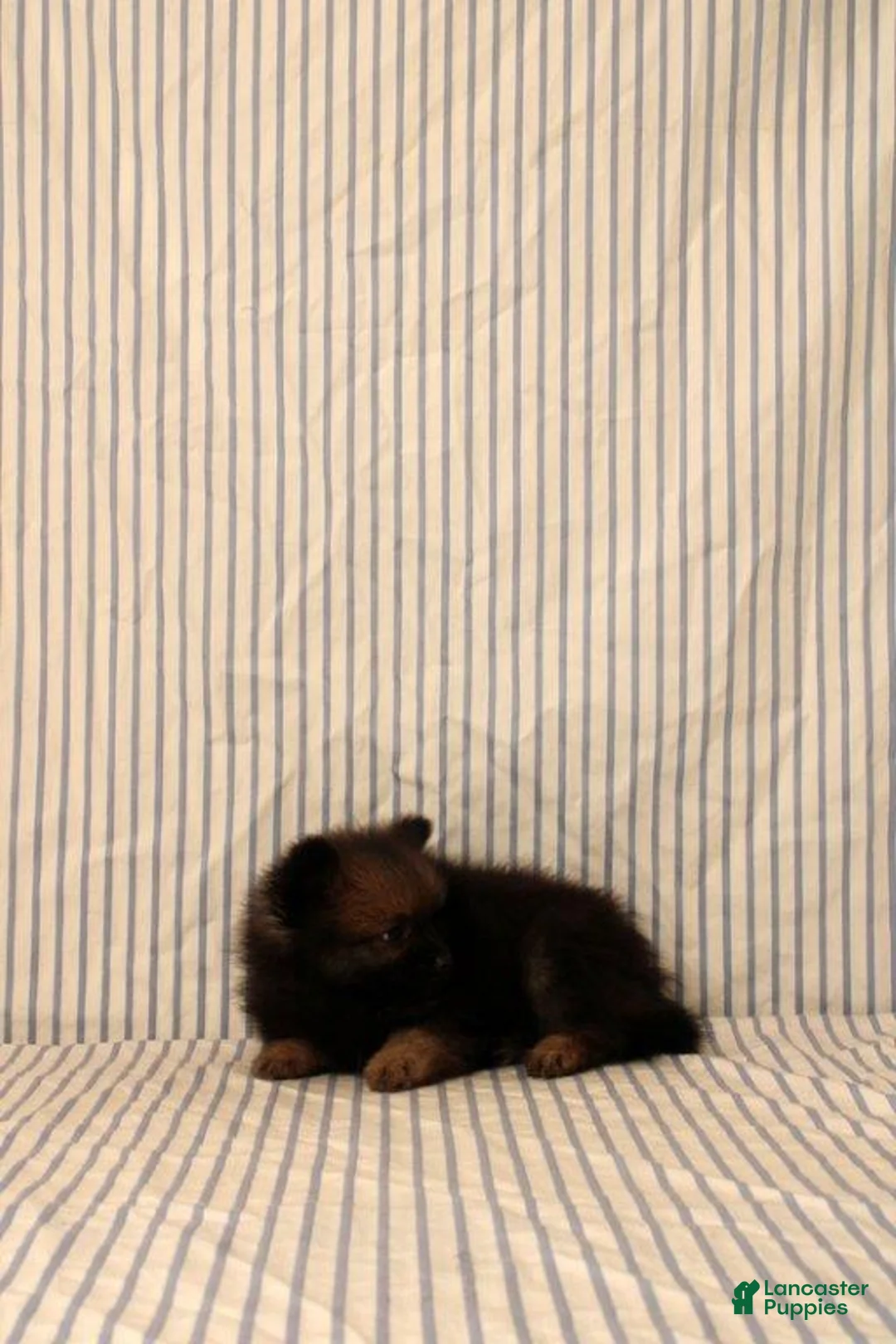 Pomeranian dogs for sale: Aiden - Ad 2