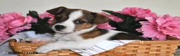 Jack Russell Terrier dogs for sale: Bobbie - Ad 4