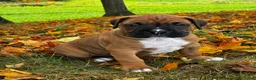 Boxer dogs for sale: Jace - Ad 7