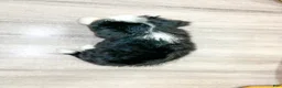 Mini Bernedoodle dogs for sale: Hope - Ad 5