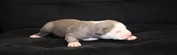 American Bully dogs for sale: King Kong - Ad 3