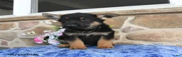 German Shepherd dogs for sale: Sebastian - Ad 4