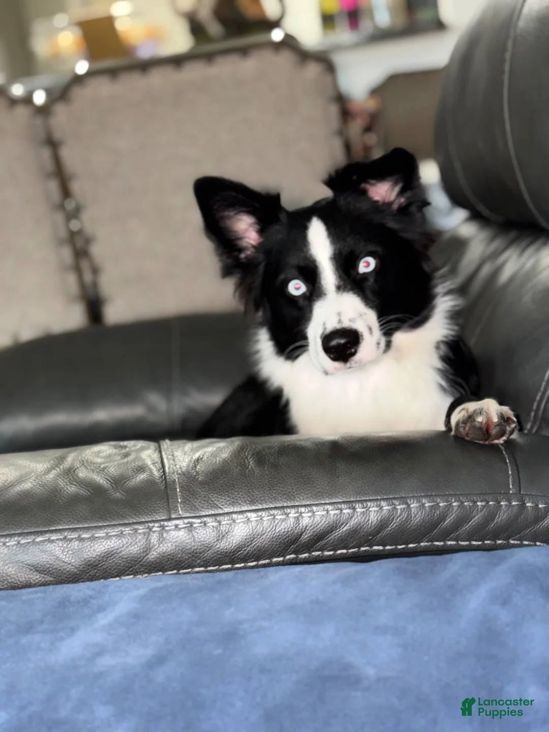 Australian Shepherd dogs for sale: Mini Australian Shepherd 2 - Ad 6